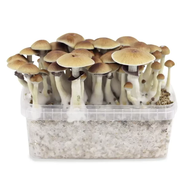 Psilocybe Cubensis B+